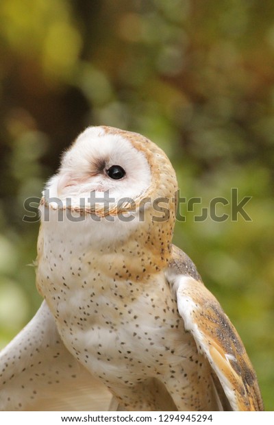 Beautiful Barn Owl Stunning Colors Against Stock Photo Edit Now