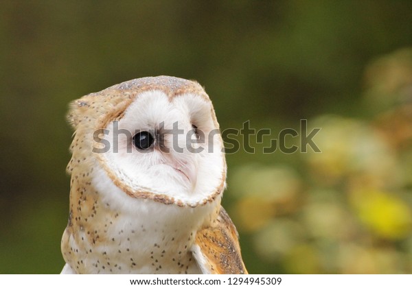 Beautiful Barn Owl Stunning Colors Against Animals Wildlife