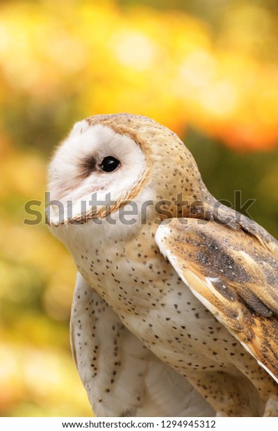 Beautiful Barn Owl Stunning Colors Against Stock Photo Edit Now