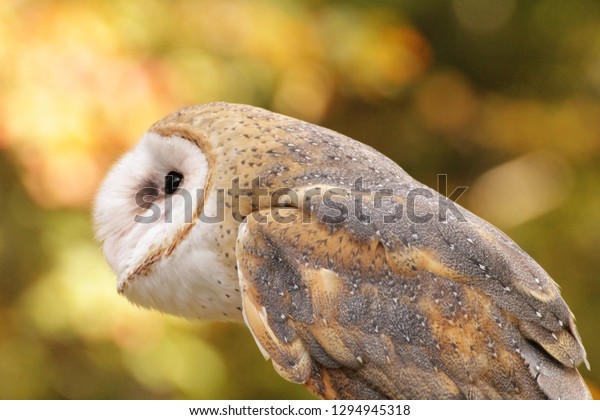 Beautiful Barn Owl Stunning Colors Against Stock Photo Edit Now