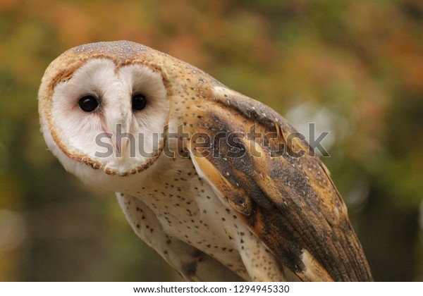 Beautiful Barn Owl Stunning Colors Against Stock Photo Edit Now