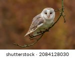 Beautiful Barn owl (Tyto alba) sitting on a branch  in an apple tree. Autumn  background. Noord Brabant in the Netherlands. 
