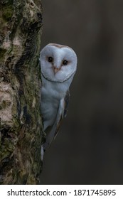 Hibou Blanc High Res Stock Images Shutterstock