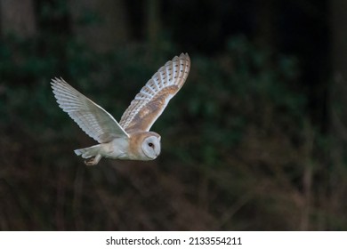 Beautiful Barn Owl (Tyto Alba) Flying At Dusk, North Norfolk, UK. 