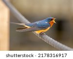 A beautiful Barn Swallow calls out emphatically as it perches on a rope across a wetland boardwalk.