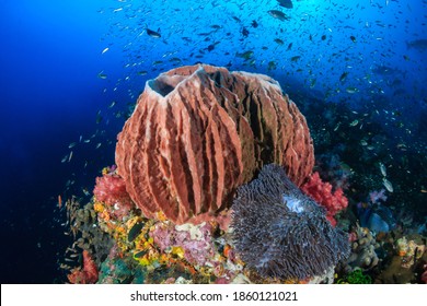Beautiful Barrel Sponge on a tropical coral reef in Asia