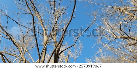 Similar – Image, Stock Photo Barren tree in brown grass and with bushes stretches into the sky of a bog