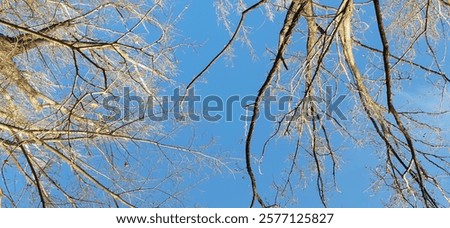 Similar – Image, Stock Photo Barren tree in brown grass and with bushes stretches into the sky of a bog