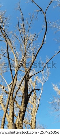 Similar – Image, Stock Photo Barren tree in brown grass and with bushes stretches into the sky of a bog