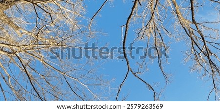 Similar – Image, Stock Photo Barren tree in brown grass and with bushes stretches into the sky of a bog