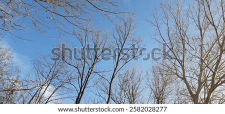 Similar – Image, Stock Photo Barren tree in brown grass and with bushes stretches into the sky of a bog