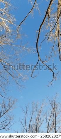 Similar – Image, Stock Photo Barren tree in brown grass and with bushes stretches into the sky of a bog