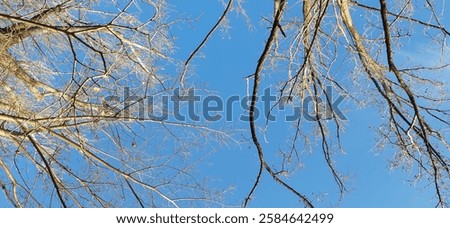 Similar – Image, Stock Photo Barren tree in brown grass and with bushes stretches into the sky of a bog