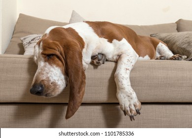 Beautiful Basset Hound dog sleeping comfortably on the sofa in the living room of the house with lots of sleep. Dog muzzle ears and big paws dropped the cushions