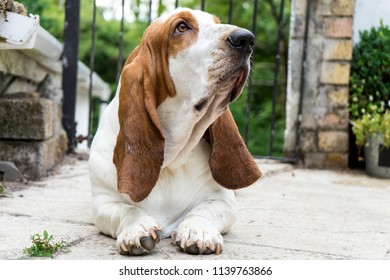 Beautiful Basset Hound Garden Stock Photo 1139763866 | Shutterstock