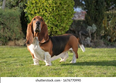 Beautiful Basset Hound purebred dog - Powered by Shutterstock
