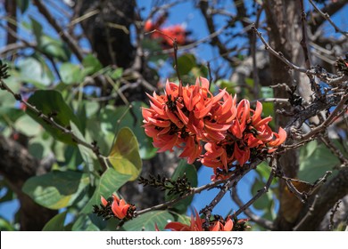 Palash Tree High Res Stock Images Shutterstock