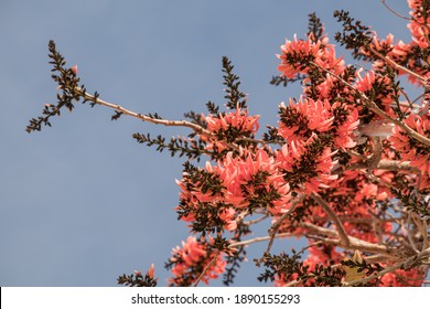 Palash Flowers Images Stock Photos Vectors Shutterstock