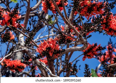 Palash Tree High Res Stock Images Shutterstock