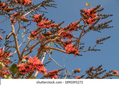 Palash Tree High Res Stock Images Shutterstock