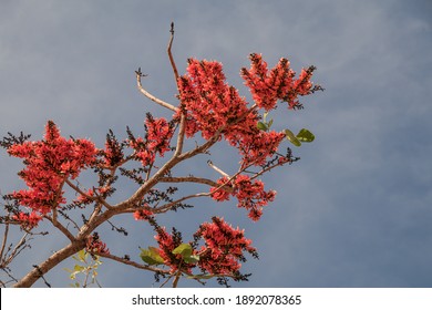 Palash Flowers Images Stock Photos Vectors Shutterstock