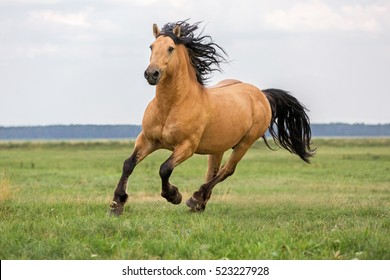 Beautiful bay horse.