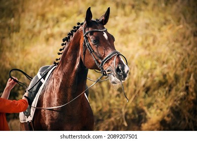 A beautiful bay horse with a braided mane waits for the rider to adjust the straps on the saddle on a sunny day. Equestrian sports. Horse riding. Preparing for the competition. - Powered by Shutterstock