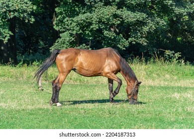 Beautiful Bay Horse Grazing In Pasture. Brown Stallion Eating Green Grass. Adult Male Equus Caballus With Black Tail And Mane On The Field. Ginger Perissodactyla Pluck And Eating Plants On Sunny Day.