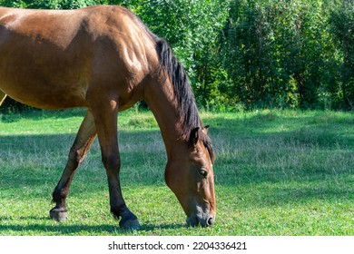 Beautiful Bay Horse Grazing In Pasture. Brown Mare Eating Green Grass. Adult Female Equus Caballus With Black Tail And Mane On The Field. Ginger Perissodactyla Pluck And Eating Plants On Sunny Day.