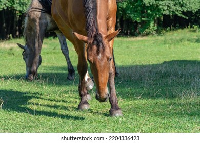 Beautiful Bay Horse Grazing In Pasture. Brown Mare Eating Green Grass. Adult Female Equus Caballus With Black Tail And Mane On The Field. Ginger Perissodactyla Pluck And Eating Plants On Sunny Day.