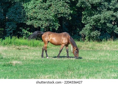 Beautiful Bay Horse Grazing In Pasture. Brown Stallion Eating Green Grass. Adult Male Equus Caballus With Black Tail And Mane On The Field. Ginger Perissodactyla Pluck And Eating Plants On Sunny Day.