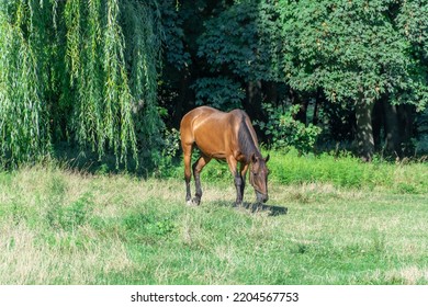 Beautiful Bay Horse Grazing In Pasture. Brown Stallion Eating Green Grass. Adult Male Equus Caballus With Black Tail And Mane On The Field. Ginger Perissodactyla Pluck And Eating Plants On Sunny Day.