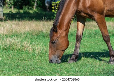 Beautiful Bay Horse Grazing In Pasture. Brown Mare Eating Green Grass. Adult Female Equus Caballus With Black Tail And Mane On The Field. Ginger Perissodactyla Pluck And Eating Plants On Sunny Day.