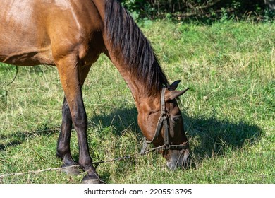 Beautiful Bay Horse Grazing In Pasture. Brown Stallion Eating Green Grass. Adult Male Equus Caballus With Black Tail And Mane On The Field. Ginger Perissodactyla Pluck And Eating Plants On Sunny Day.