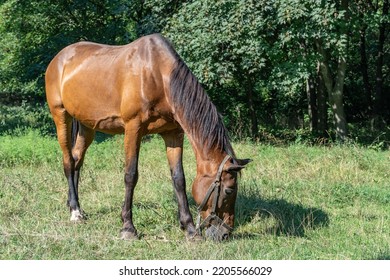 Beautiful Bay Horse Grazing In Pasture. Brown Stallion Eating Green Grass. Adult Male Equus Caballus With Black Tail And Mane On The Field. Ginger Perissodactyla Pluck And Eating Plants On Sunny Day.