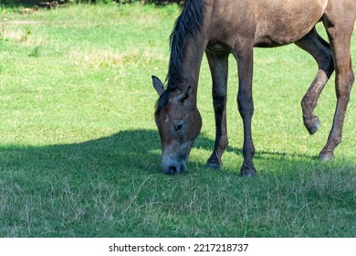 Beautiful Bay Horse Grazing In Pasture. Brown Mare Eating Green Grass. Adult Female Equus Caballus With Black Tail And Mane On The Field. Ginger Perissodactyla Pluck And Eating Plants On Sunny Day.