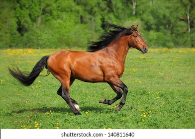 Beautiful bay horse running on the field