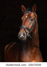 Beautiful Bay Horse Standing In The Stable Door