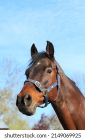 Beautiful Bay Horse In The Sun. Coat Shinning. Equestrian UK 