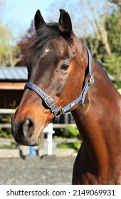 Beautiful Bay Horse In The Sun. Coat Shinning. Equestrian UK 