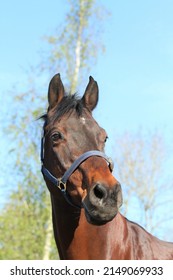 Beautiful Bay Horse In The Sun. Coat Shinning. Equestrian UK 