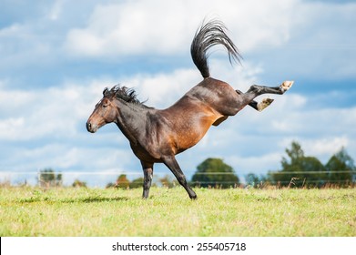 Beautiful bay horse throwing hind legs in the air