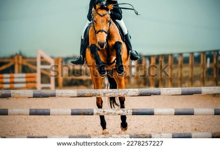A beautiful bay racehorse with a rider in the saddle jumps over a high wooden barrier on a summer day. Equestrian sports and horse riding. Jumping competition. Сток-фото © 
