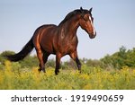 Beautiful bay stallion galloping across the field on forest background