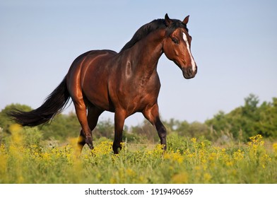 Beautiful bay stallion galloping across the field on forest background