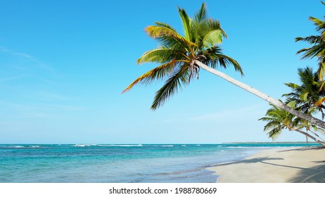 Beautiful beach landscape with palm tree and sea view. Sunny day on Bahamas island beach, 4k stock video footage.