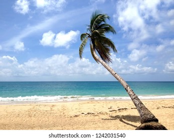 Plage Des Salines Martinique Images Stock Photos Vectors