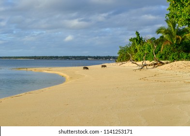 Beautiful Beach In Lifuka Island, Ha'apai Group, Tonga