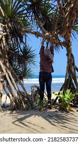 Beautiful Beach With Pandanus Tress