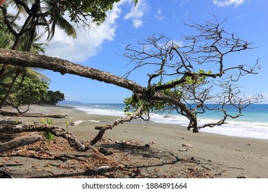 
Beautiful Beach Scenery In Corcovado National Par, Summer And Waves, Costa Rica, Central America 